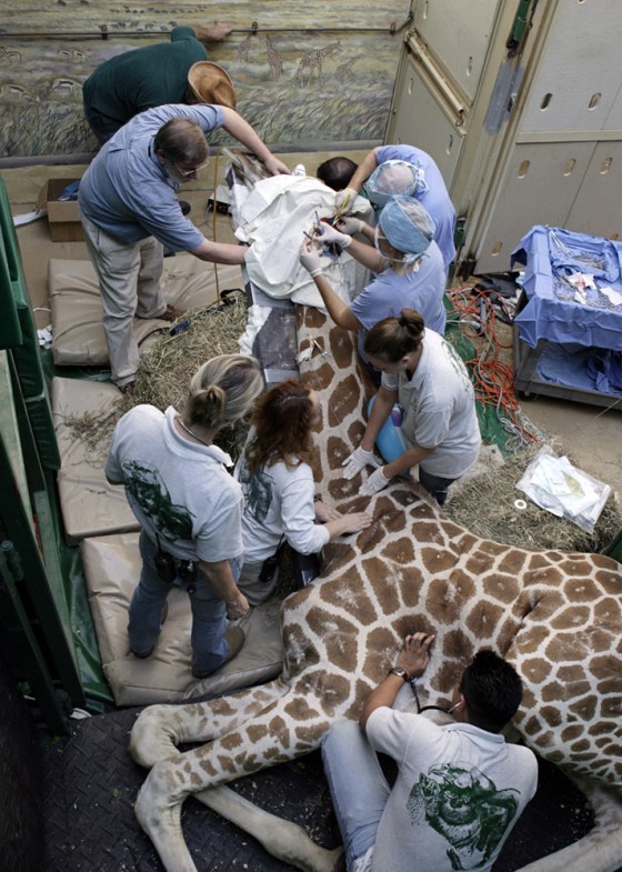 In a photograph provided by the National Zoo, National Zoo veterinarians, animal-care staff and consultants work to remove a tumor from the top of a male giraffe's head on Wednesday.