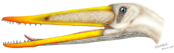 Image of Nurhachius ignaciobritoi, a new pterosaur species discovered in Liaoning.