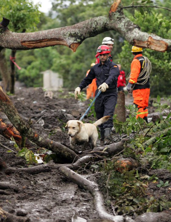 Spanish firefighters use sniffer dog to search for mudslide survivors in Guatemala's Panabaj village