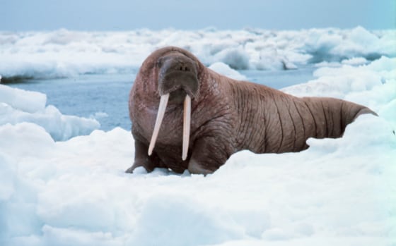 The authors of a new study on impotence drugs say walruses are among the species to most likely benefit because they are often poached for their genitalia.