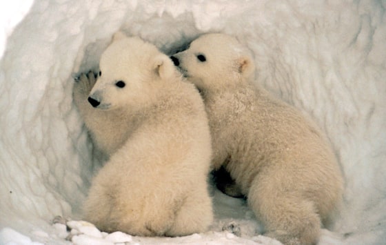 These cubs are among the several thousand polar bears estimated to live in Alaska, the only U.S. area with a polar bear population.