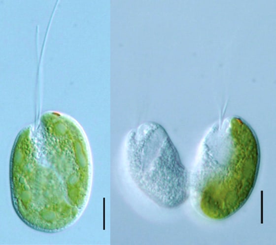 At left, the "Hatena" organism possesses a green alga as a symbiont, with a tail sticking out from the cell wall. At right, two daughter cells are created during cell division, with one of the daughters inheriting the green symbiont. The other daughter goes out and captures a new algal cell. The black scale bar represents 10 microns in length.