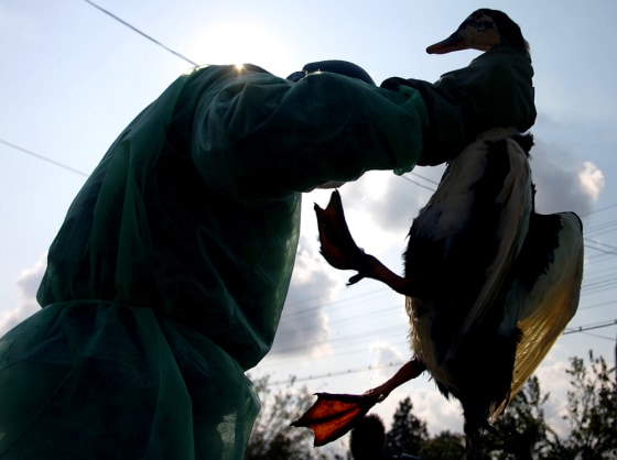 A Romanian gendarme holds a dead domestic duck killed on suspicion of bird flu in Romania