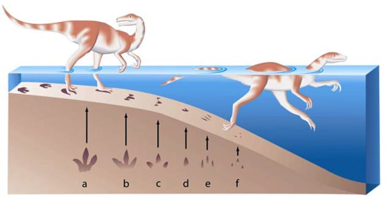 This illustration shows a swimming dinosaur leaving deep, complete footprints in shallow water and incomplete footprints as it gradually loses contact with the sea floor.
