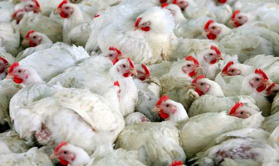Chickens are seen in a farm close to Cremona