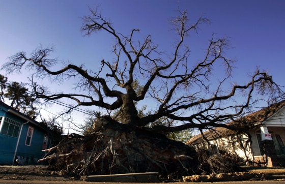 This uprooted oak tree in New Orleans' Ninth Ward didn't survive Hurricane Katrina, but experts estimate the vast majority of historic trees in the city did.