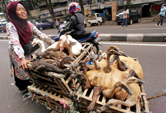 Indonesian woman pushes cart containing ducks to be sold at local market in Jakarta