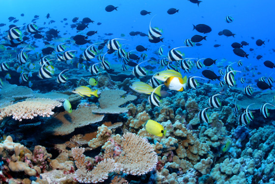 Conservationists say that Northwestern Hawaiian Island reefs like this one, near French Frigate Shoals, are threatened by commercial fishing.