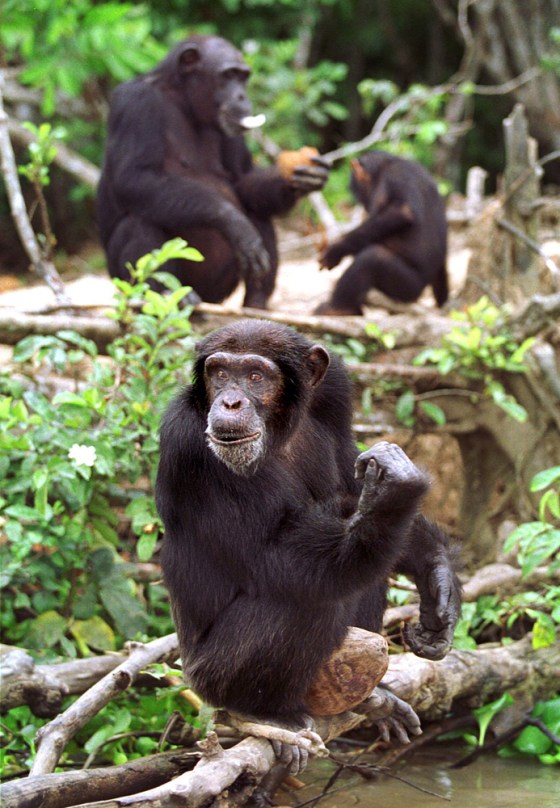 One chimpanzee looks out over a river in the Ivory Coast as another eats a coconut watched by a baby. While chimps live in social groups, they're not as willing to help out non-related group members, scientists found.