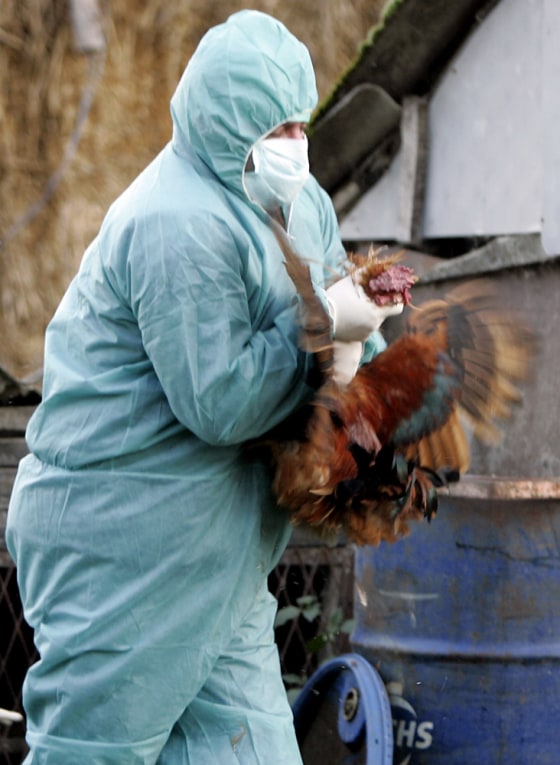 File photo of Croatian agriculture ministry worker slaughtering a chicken in Croatia