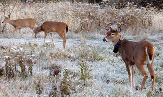 The white-tail deer at right was one of two bucks fitted with wireless video cameras to give researchers an up-close and personal view of a deer’s world.