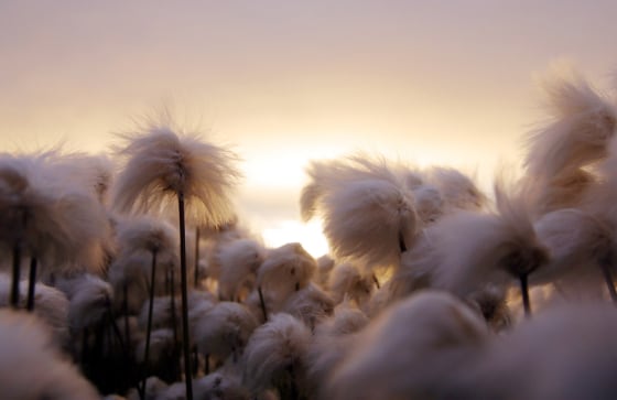 Cotton grass stands tall in the setting sun in Kulusuk, Greenland, Aug. 16, 2005. Greenland, the world's largest island, has majestic scenery, great wildlife, extreme sports, and museums but remains expensive.