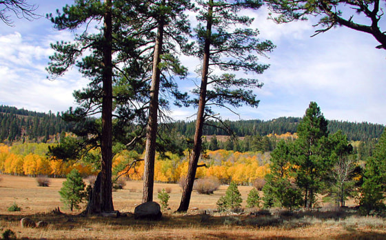 FREMONT NATIONAL FOREST