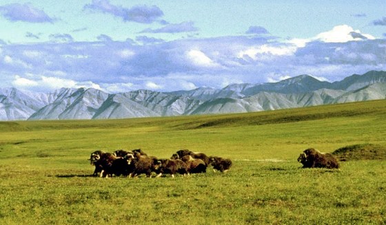A herd of musk ox graze in an area of the Arctic National Wildlife Refuge in Alaska, known as Area 1002, in this undated file photo. Should Congress approve drilling in the refuge, it would be within this area along the coastal plain.
