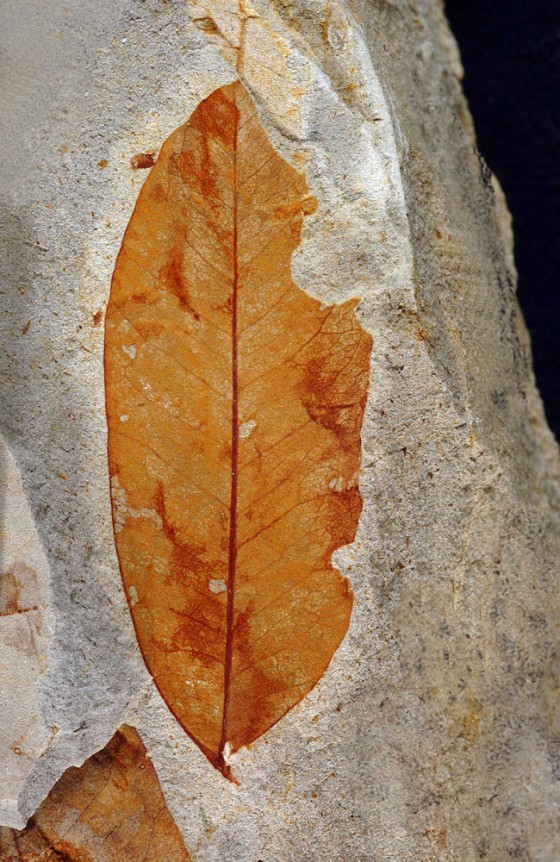 Ancient global warming shifted plant zones