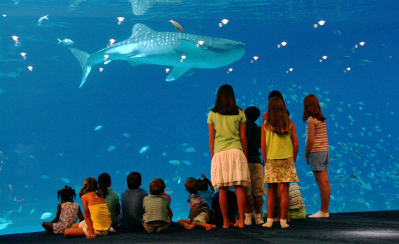 Monster aquarium set to make a splash