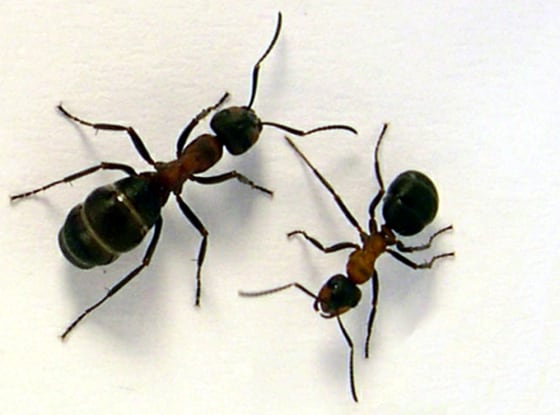 Scientists found that ants navigated according to their stomach. A hungry wood ant, such as the one on the right in this image, would go toward food, while a fed one, such as on the left, would go home.