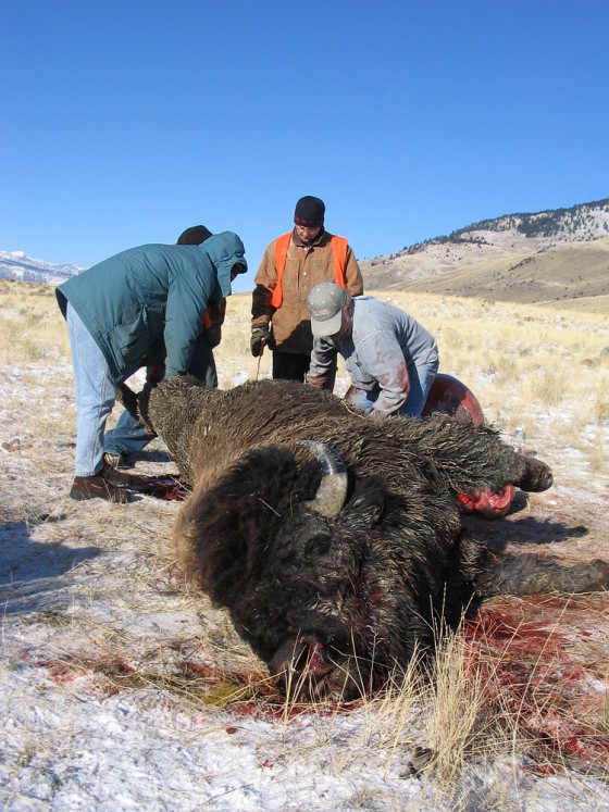 George Clement, in orange vest, looks on as family members help skin and gut a bison he killed near Gardiner, Mont., on Tuesday.