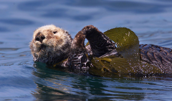 SEA OTTER