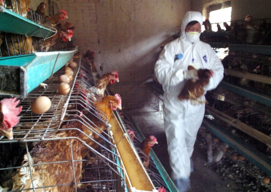 Chinese health workers gather chicken to