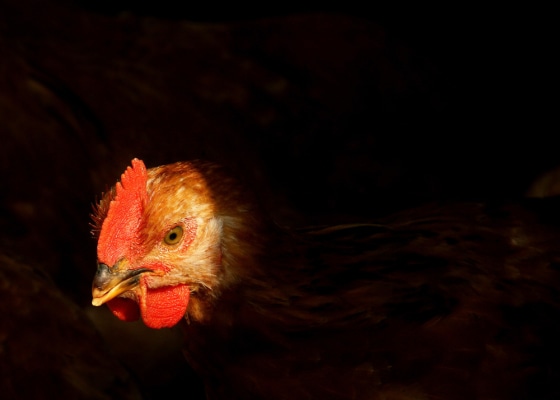 A chicken is seen in a chicken house in Shanghai