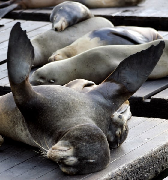 Sea lions sleep on a pontoon dock at Pier 39 in San Francisco harbor