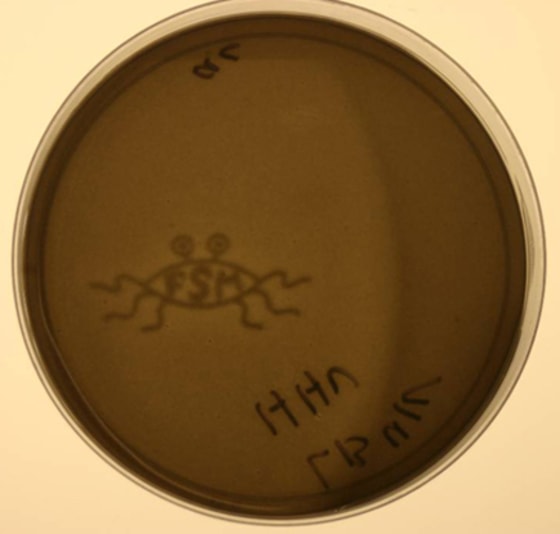 An exposed biological film in a Petri dish bears the image of the “Flying Spaghetti Monster,” part of a scientific in-joke that pokes fun at intelligent design. The bacteria produced dark pigment when exposed to light through a negative, similar to how photo paper is processed.