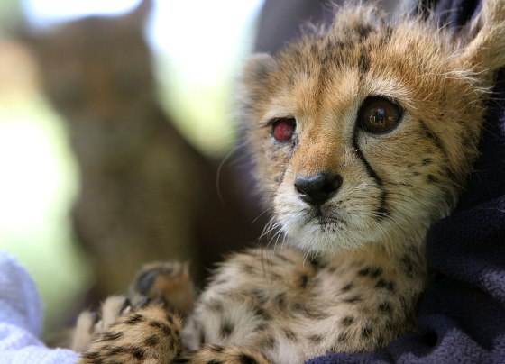 Patch, a baby cheetah rescued by U.S. soldiers, rests as her brother watches in the background at Ethiopia's National Palace in Addis Ababa on Tuesday.
