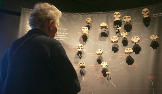 A visitor to the "Darwin" exhibit at New York's American Museum of Natural History inspects a display using skulls to illustrate the evolution of humans.