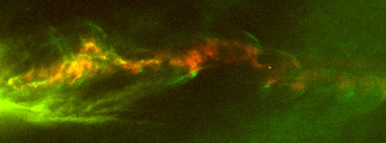 Plasma spewing from the poles of newborn stars moves in clumps that travel at different speeds. When fast-moving particles run into slower material on these cosmic freeways, the resulting “traffic jams” create shock waves that travel trillions of miles. In this picture, glowing material from a star called HH 47 flows from left to right.