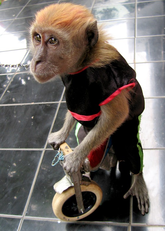A performing monkey in Indonesia has been trained to ride a miniature bicycle. Researchers tested other performing monkeys in Jakarta and found a variety of retroviruses in their blood.