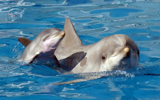 A newborn dolphin calf swims alongside its mother Sandy at SeaWorld San Diego after its birth in October. Scientists say the calf is a female, just as they had hoped.