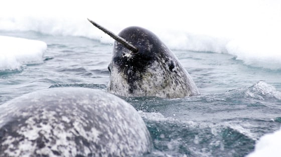 A Narwhal swims through ice during spring migration