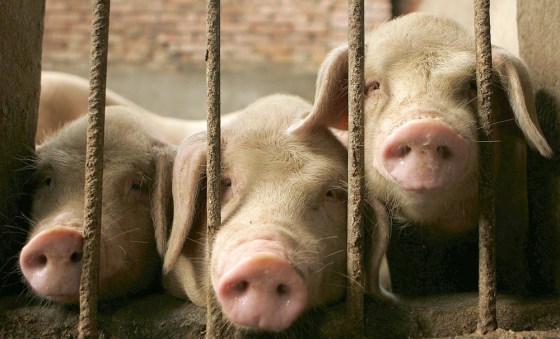 Pigs in their pen at a farm on the outsk