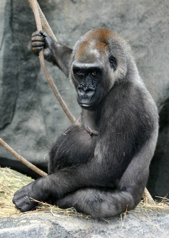 Scientists began studying hormonal changes in gorillas because they wondered whether contraceptives should be administered to older females such as Alpha, shown here. Alpha is a western lowland gorilla at Chicago's Brookfield Zoo who was born in 1961.