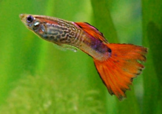 Taking care of guppies 2025