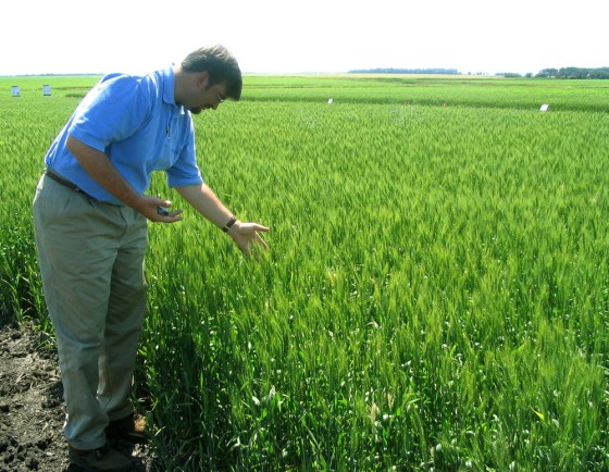File photo of Monsanto's Michael Doane in North Dakota wheatfield