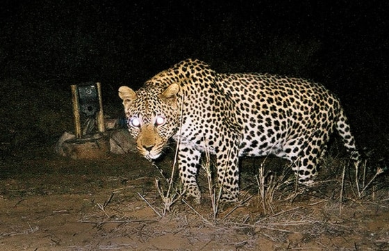 To match feature Environment-Leopards