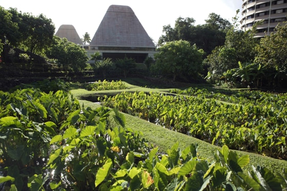 A taro plant field grows in Honolulu on the grounds of the University of Hawaii, whose patents on three taro varieties have angered some locals, who consider the plant sacred.