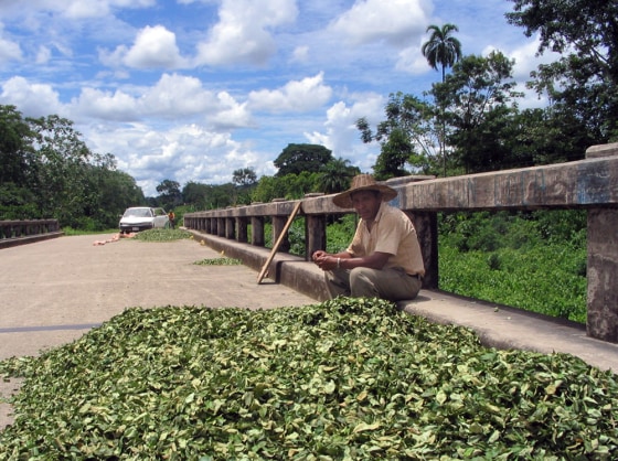 Coca farmer Santiago Urena dries his crop on a bridge in the Chapare region of Bolivia. Urena said he hopes for increased cultivation limits now that Evo Morales, a former coca grower, has been elected president.