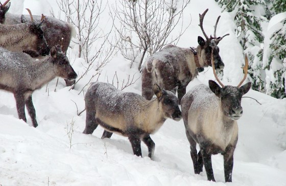 SELKIRK CARIBOU