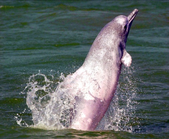 HONG KONG PINK DOLPHINS
