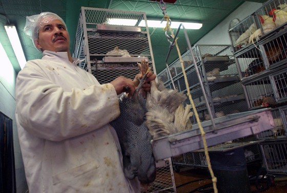 Marcos Jimenez, a worker at a live poultry market in New York's Inwood neighborhood, weighs a pair of Guinea Hens for a customer's approval before bringing them to the back of the shop where they were slaughtered, washed, plucked and packaged.