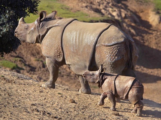 Two-month-old Lali walks alongside her mother, Gari, at San Diego Zoo’s Wild Animal Park on Thursday, in this handout photo from the zoo.