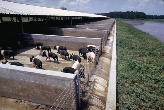 Hog farms like this one in Georgia typically have large lagoons like the one at right to collect animal waste. That waste is regulated by the EPA.