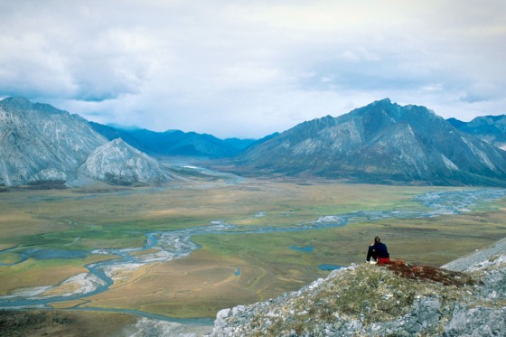 Senate Votes Not To Allow Drilling In Artic Refuge