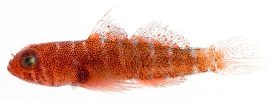 This new species of goby fish, just a third of an inch long, was discovered by scientists diving at the Saba Bank Atoll in the Netherlands Antilles last month.