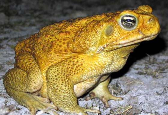Australian cane toads have evolved longer legs and are spreading across the continent faster than ever.