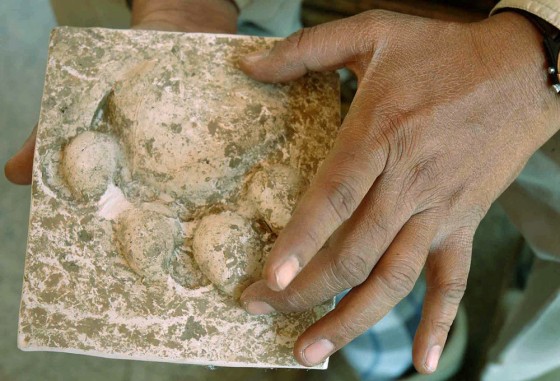 Rangers at India's Palamau Tiger Reserve make molds from tiger paw prints, and then digitize them to identify how many cats are in an area. This one was found inside Betla village, and rangers estimate at least 38 tigers are in the vicinity. 
