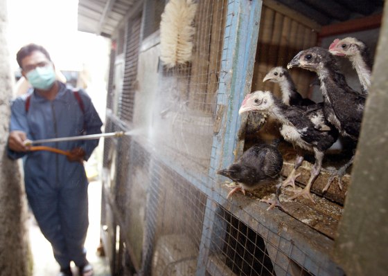 An Indonesian official sprays disinfectant on a chicken's cage during their door-to-door search in South Jakarta
